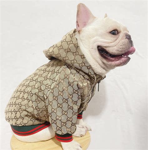 puppy gucci clothes|Gucci raincoat for dogs.